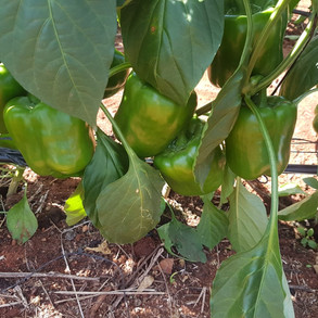 Bell pepers , South Africa