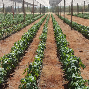 Bell peppers growth stage with ALVATECH