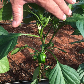 Bell peppers early growth stage with ALVATECH