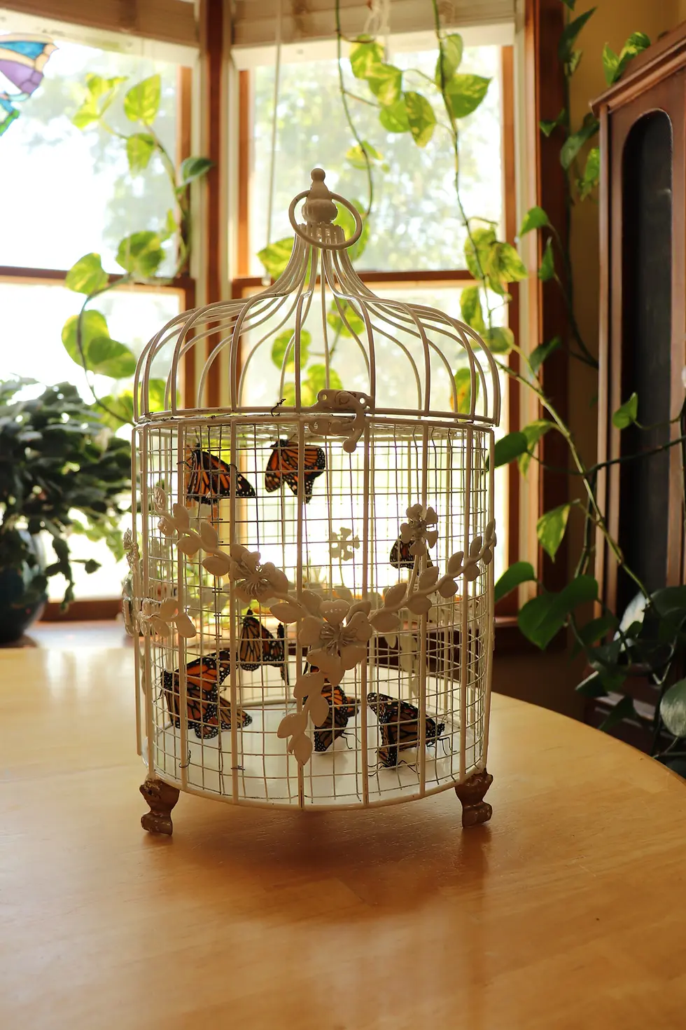 Thumbnail: Live Butterfly Display