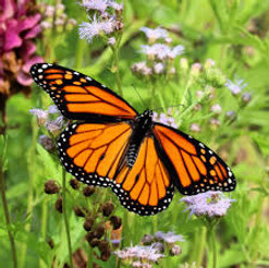 Raise & Release Classroom Kit 1.jpeg