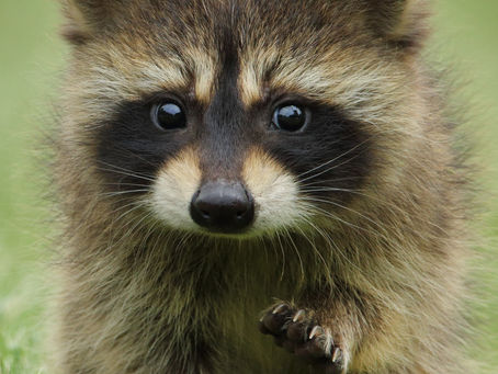 10/6 - International Raccoon Appreciation Day
