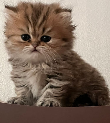 Kitten 2.16.22 (4).JPG