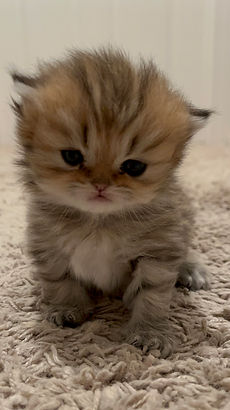 Kitten 1.29.22 (3).JPG