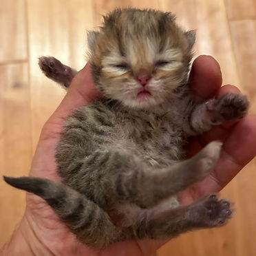 Kitten 7.11.24.jpeg
