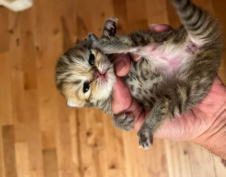 Kitten 1.18.22.JPG