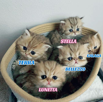 BELLEZZA'S KITTENS LITTER 2.1.jpeg