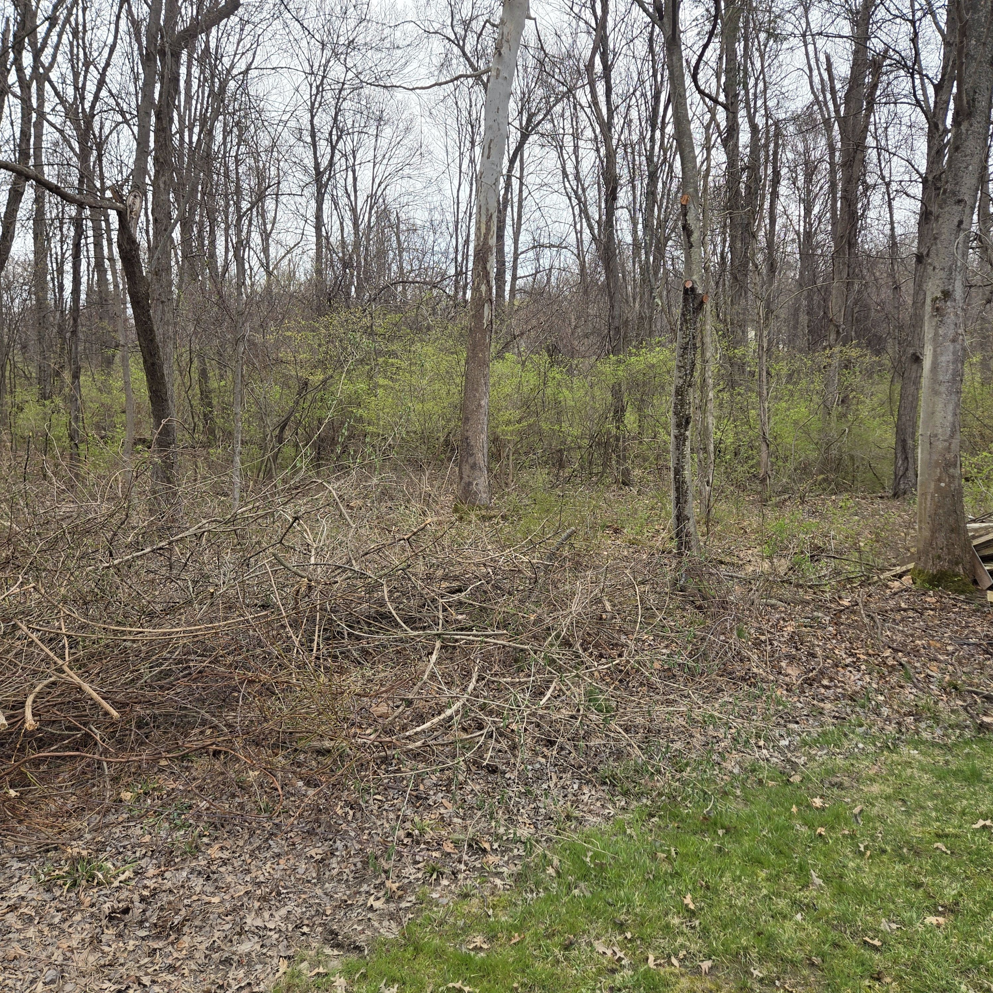 Underbrush Removal — Rough Grading After Clearing