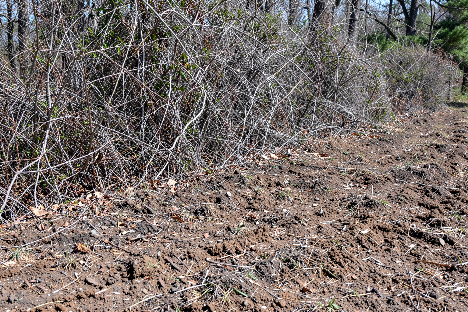 Brush Clearing & Brush Hogging — Debris Removal and Site Prep Using Grapple and Loader Attachments