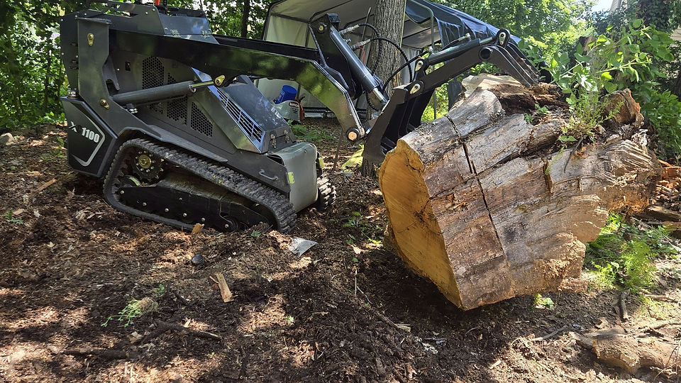 Tree Removal in Rhinebeck, NY