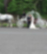 Newlyweds posing with Pelham Bit Carriage's ornate white wedding carriage, drawn by two beautiful white horses.