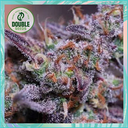Blue Kush - Double Seeds.jpg