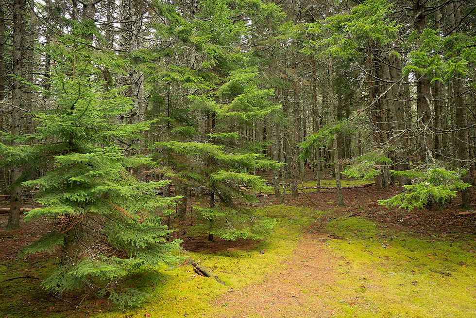 _DSC9499.jpg