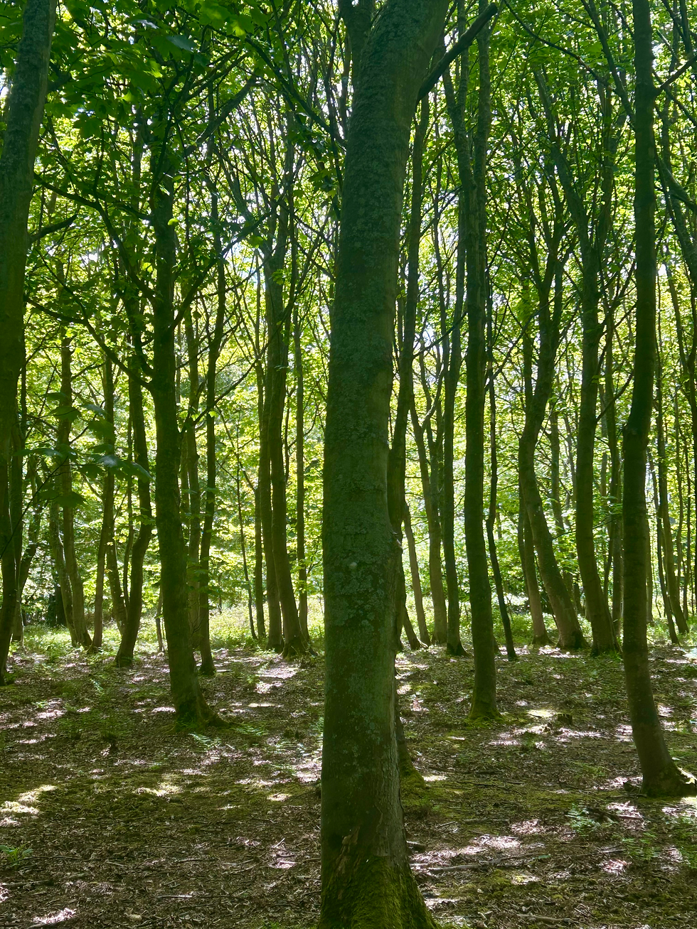 Eye-level view of a peaceful forest path surrounded by tall trees