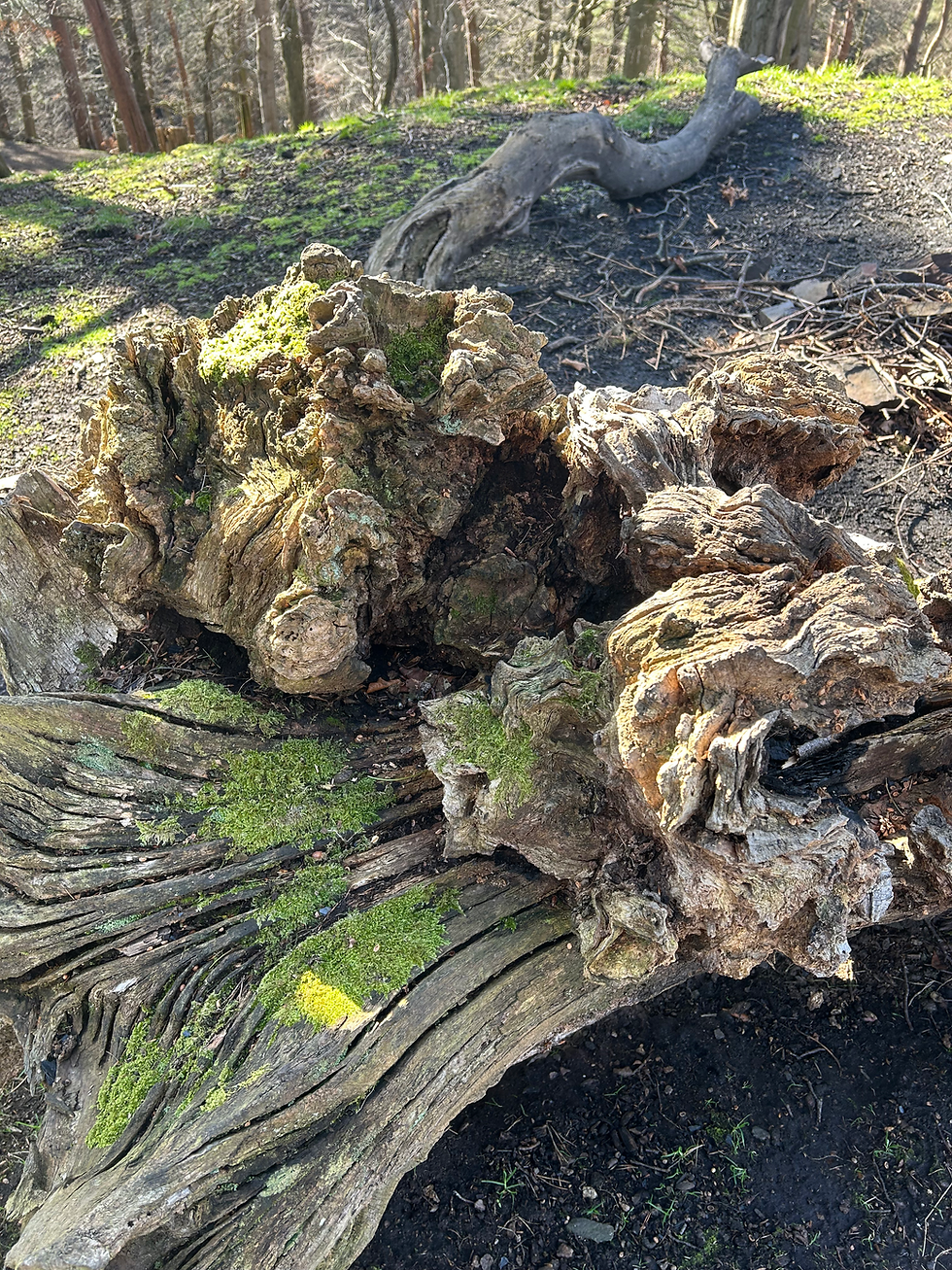 Close-up view of moss-covered tree trunk in a Scottish forest