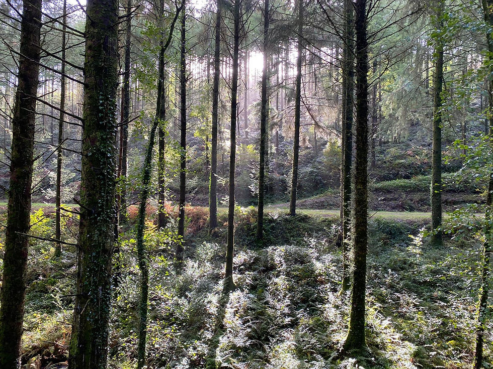 Eye-level view of a peaceful Scottish forest with tall trees and soft sunlight