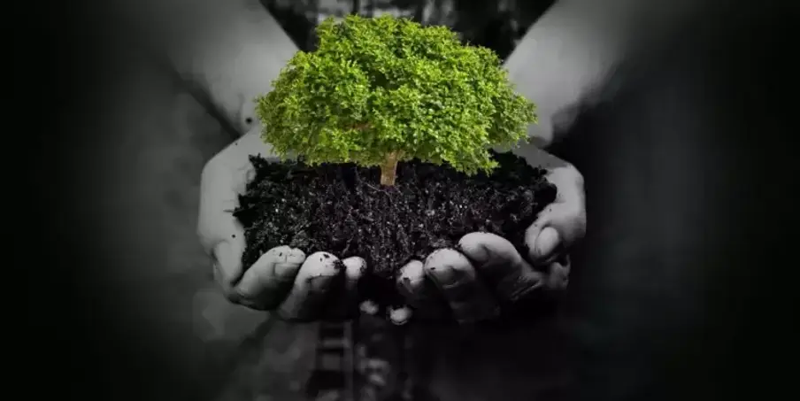 Living Earth Soil.webp