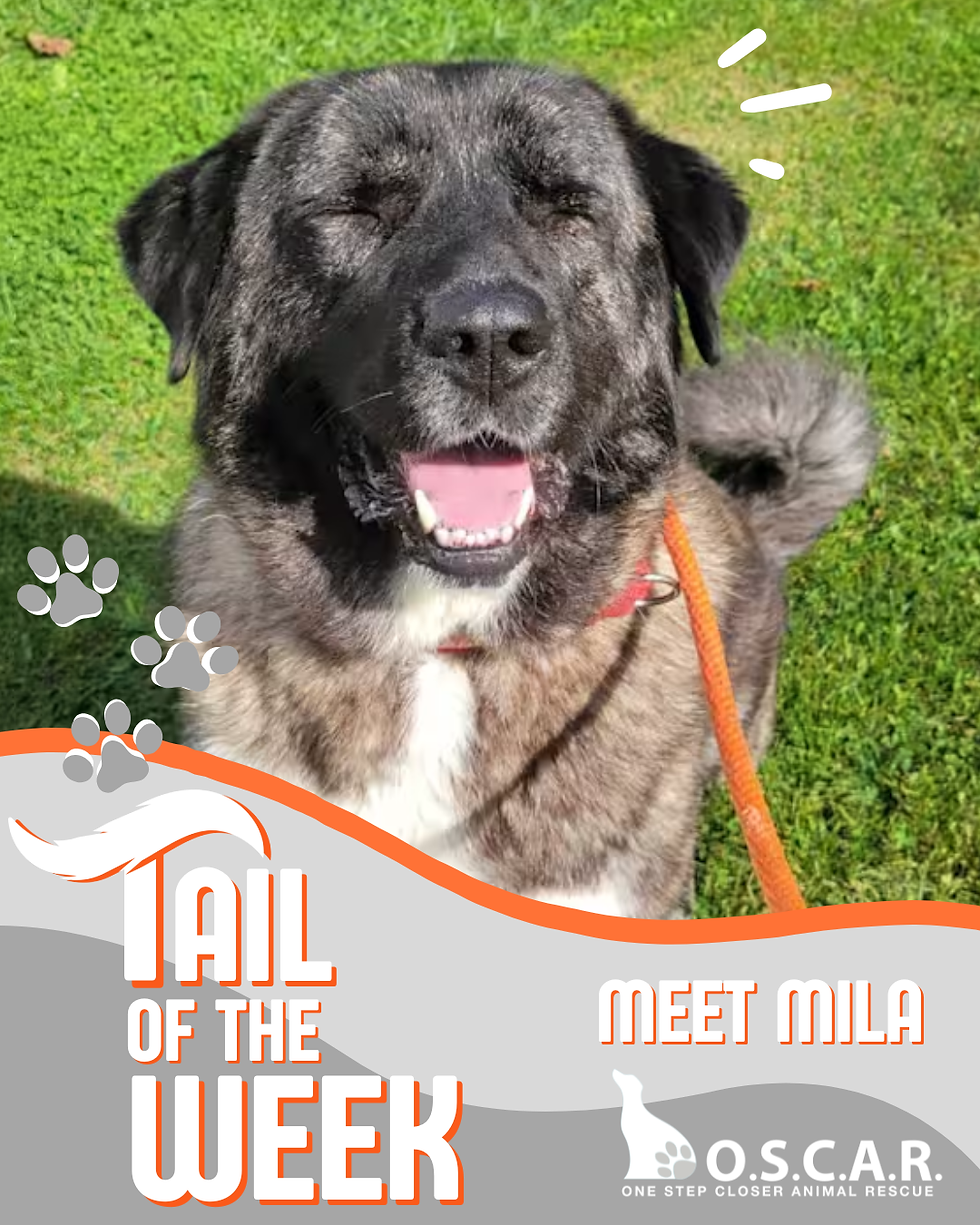 09-24-25- Tail of the Week.png