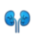 Nephrology: Icon of a pair of human kidneys with the connected ureters.