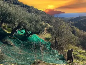 An amazing olive harvest