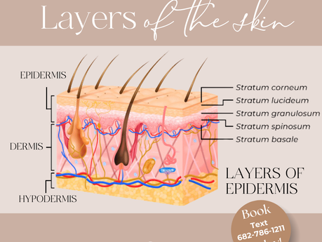 Layers of the skin.