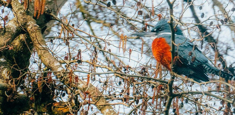 Ave nativa observada durante una experiencia de avistamiento de aves en Pucón, Chile