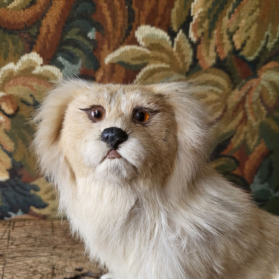 Thumbnail: Antique Taxidermy Pekingese Dog
