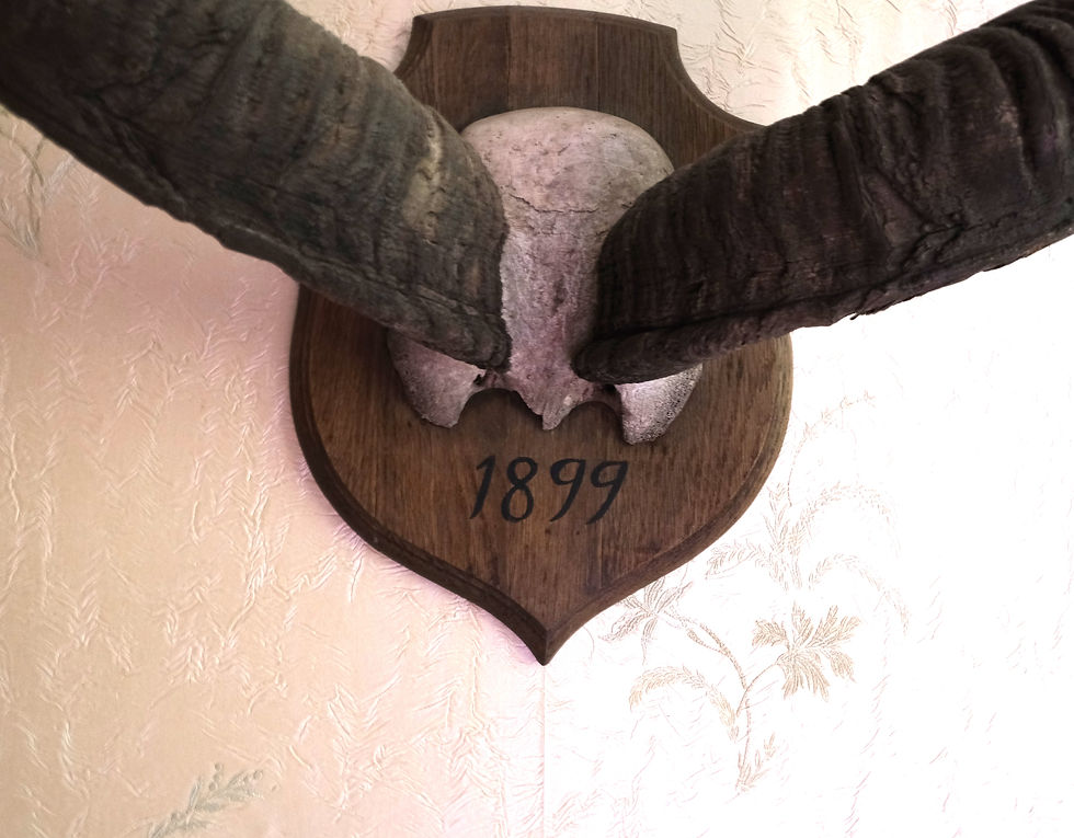 Thumbnail: Kudu Taxidermy Horns Mounted on Shield Backplate