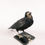 Thumbnail: Antique taxidermy Rook bird