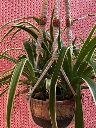 Macrame with plant.jpeg