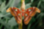 IOP Programs Near Me