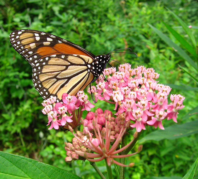 MDMA Addiction Ventura.jpg