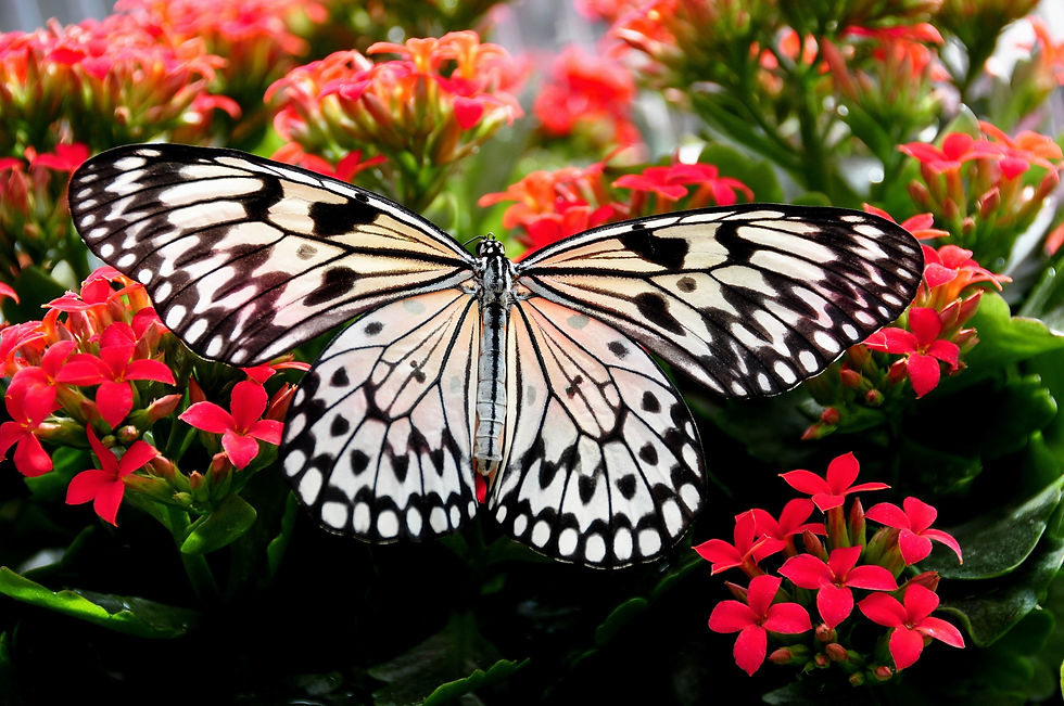 Intensive Outpatient Program Ventura