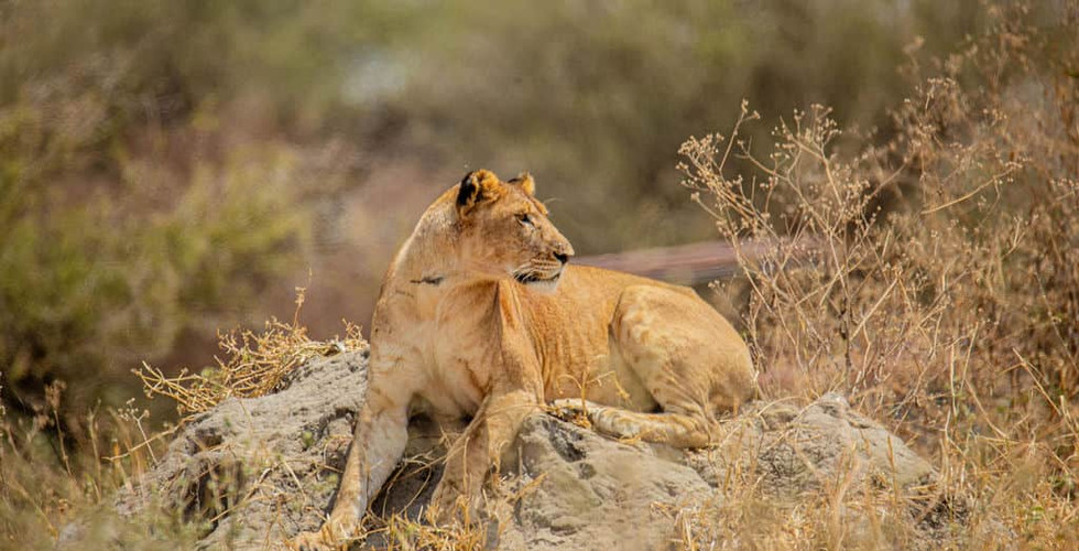 Lioness