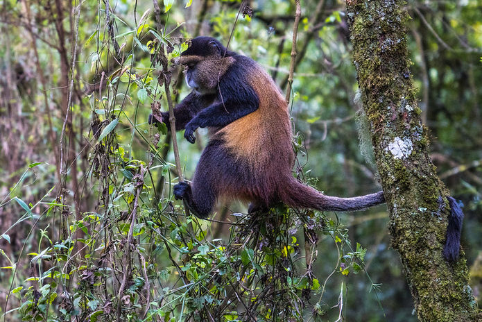 Gorilla at mgahinga national park