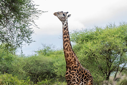 Sunset silhouettes of giraffes and acacia trees on the Serengeti plains with Edel Safaris.