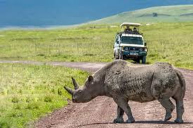 tanzania safari from zanzibar