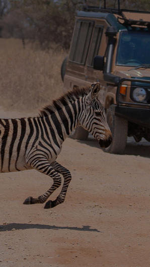 A professional pilot greeting Edel Safaris guests on a sun-drenched airstrip in the Selous Game Reserve.