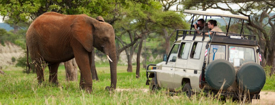 Newlyweds viewing elephants on a guided game drive through Tarangire National Park.