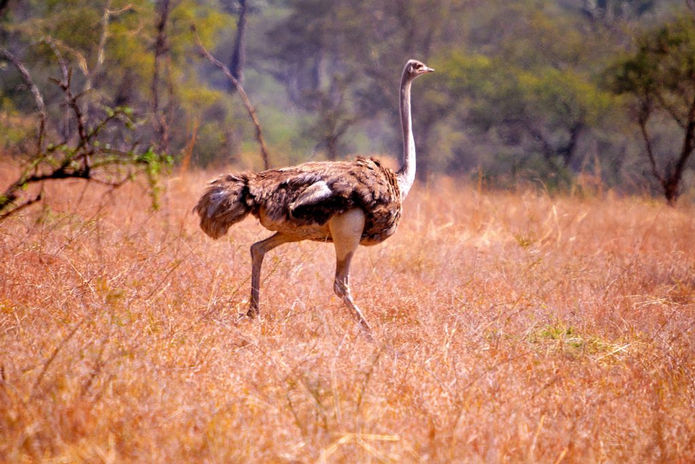 Kidepo Valley National Park