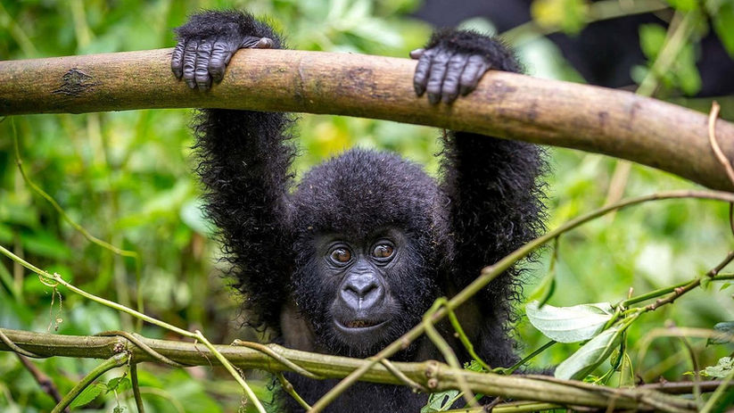 Gorilla at mgahinga national park