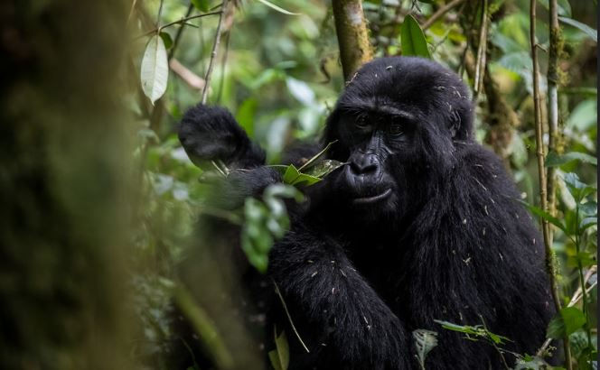 Gorilla at mgahinga national park