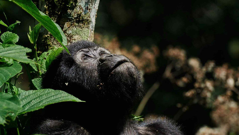 Bwindi Impenetrable National Park