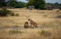 Ngorongoro-NP