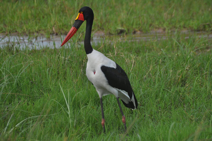 Ruma national park