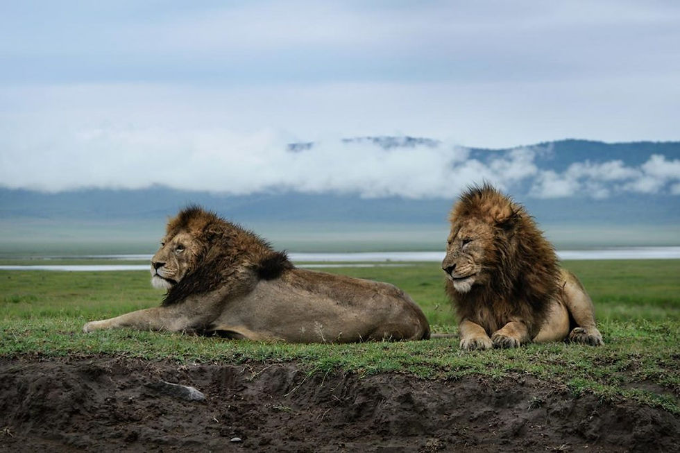 Lions in the Ngorongoro Crater.