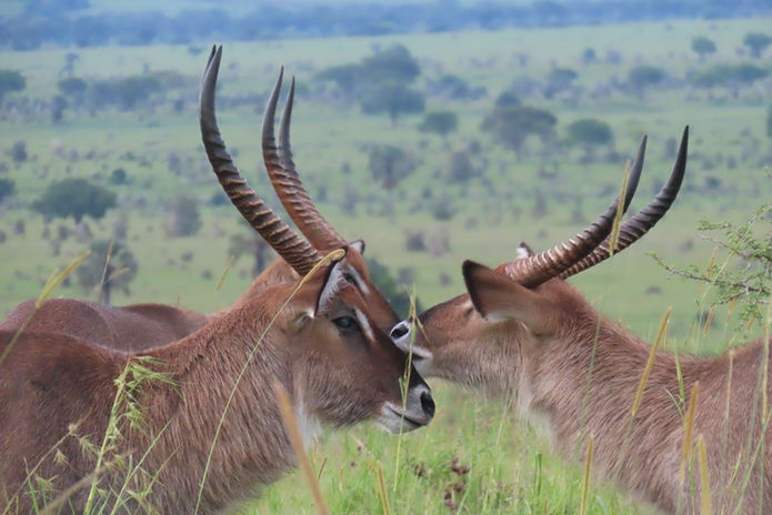Kidepo Valley National Park