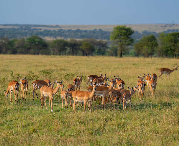 3-tägige Tansania-Safari ab Sansibar 