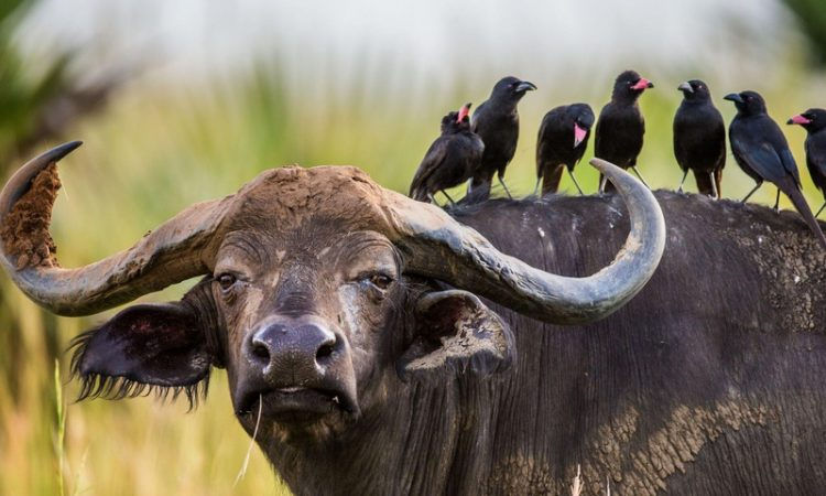 Queen Elizabeth National Park
