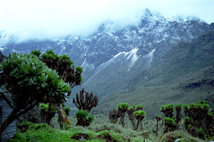 Rwenzori mountains national